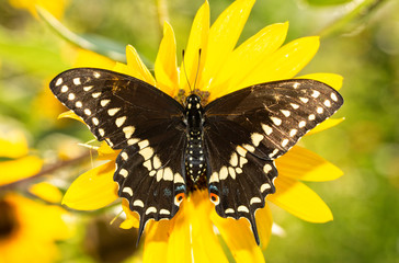 Full dorsal view of open wings of an Eastern Black Swallowtail butterfly on a native Sunflower in brilliant morning sun