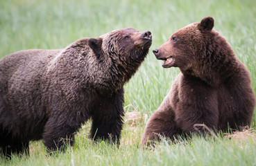 Grizzly bear in the wild