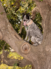 Texas Heeler sitting high up in a tree, an obedient dog having fun on a hot summer day