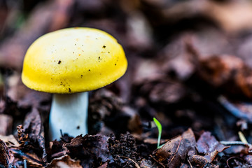 Yellow Russula claroflava near the green sprout