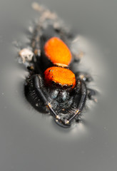 Phidippus cardinalis jumping spider floating on top of water, with his legs extended for better flotation