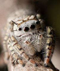 Closeup of a beautiful female Phidippus mystaceus jumping spider