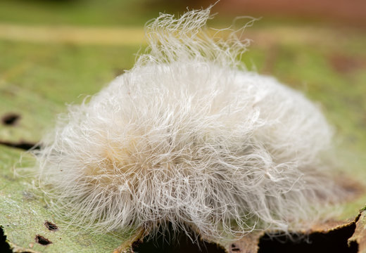 Megalopyge crispata, Black-waved Flannel Moth caterpillar that hides its venomous spines under the innocent looking white fluffy hairs, on an Oak leaf in summer
