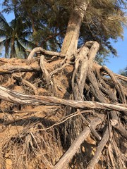 roots of an old tree