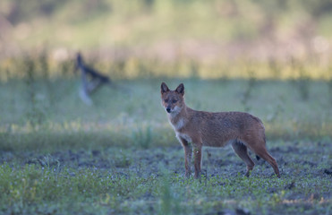 Golden jacka on meadow