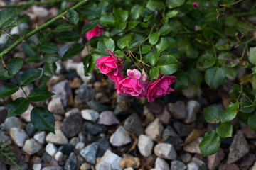 Beautiful branch of a bush of a pink rose on a background of stones. Cute home garden flowers. Flowers at home.
