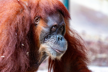 Obraz premium Orangutan. Close-up of female orangutan. Endangered due to habitat loss from Palm Oil plantations.