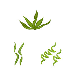 Vector design of spirulina and seaweed icon. Set of spirulina and vegan stock symbol for web.