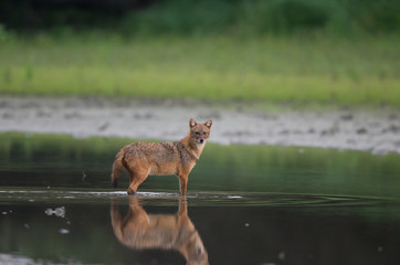 Golden jackal in shallow water in forest