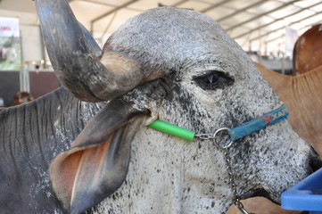 Cows and oxen