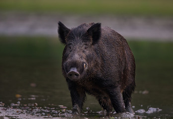 Wild boar standing on river coast