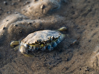 Nahaufnahme eines Nordseekrebs , Strandkrabbe , Carcinus maenas, mit Luftblasen beim Eingraben ins Watt