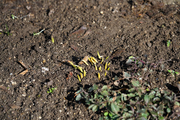 Well maintained park for recreation for all open in Germany