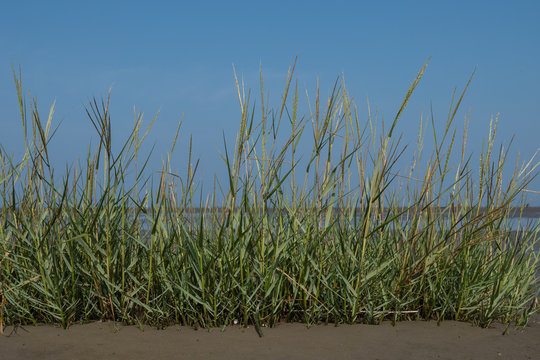 Salz-Schlickgras im Wattenmeer mit blauen Himmel im Hintergrund, 