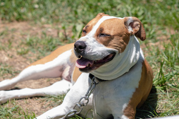 Pitbul x Boxer Mixed Puppy sunbathing