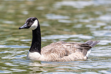 Goose swimming in pond water