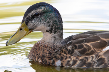 Closeup of duck and his eyes