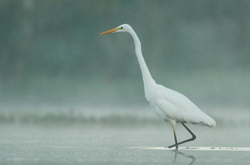 Great white egret (Egretta alba)