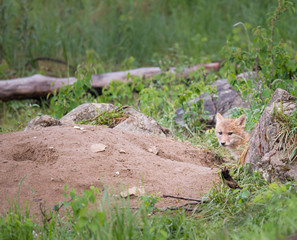 Coyote in the wild