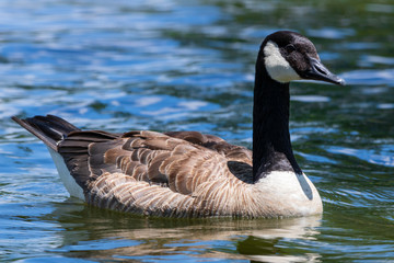 Canada goose with blue water