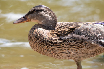 Close up of duck beside water pond