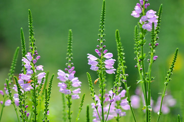 Purple violet wildflowers meadow