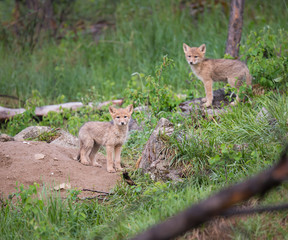 Coyote in the wild