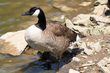 Canadian Goose beside waters edge