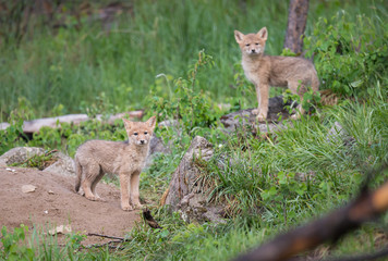 Coyote in the wild
