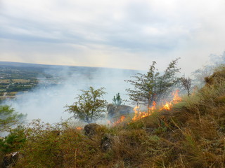 Obraz premium A fire in the woods