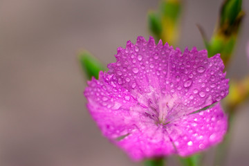 Close-up blooming carnation - pink flower with a drops of water