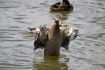 Duck flapping wings in water