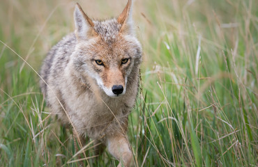 Coyote in the wild