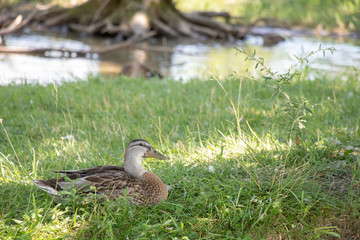 Single duck facing right by water pond
