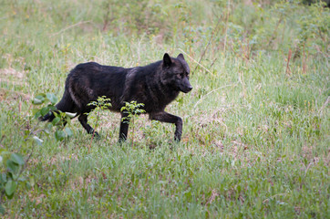 Black wolf in the wild