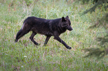 Black wolf in the wild