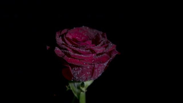 Romance in the dark red rose. Red rose with frozen daisies.