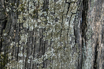 Fragment of an old gray board covered with moss and mold. Close-up.