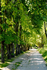 Obraz premium Forest road illuminated by the suns