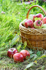 Wicker basket of apples on green grass in the garden.Natural organic apples in the fresh air in the morning.