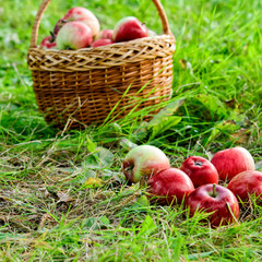 Wicker basket of apples on green grass in the garden.Natural organic apples in the fresh air in the morning.