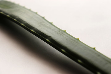 Aloe Vera Leaf Slice