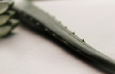 Aloe Vera Leaf Slice