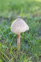 Mushroom umbrella  standing in the grass.