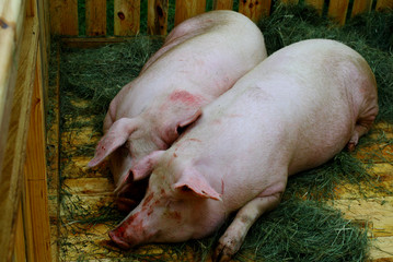 Two pigs in the pen (farm)