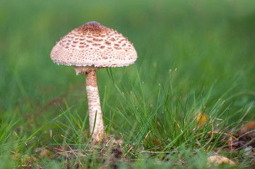 Mushroom umbrella  standing in the grass.