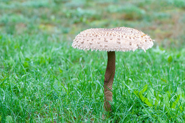Mushroom umbrella  standing in the grass.
