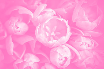 Obraz premium Floral pink background. Soft focus, pink tulips.