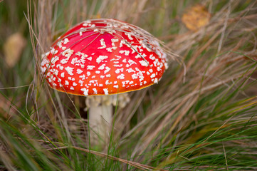 Fly agaric at the forest, closeup.