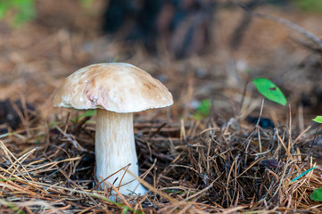 White Boletus mushrooms in forest.